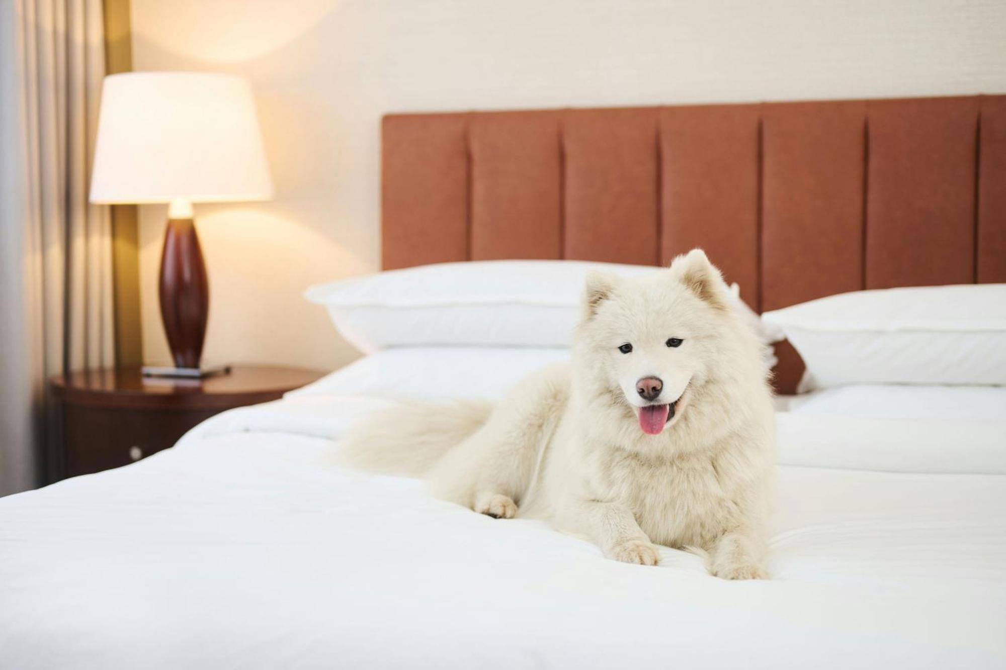 Sheraton Poznan Hotel Exterior foto A Samoyed on a bed