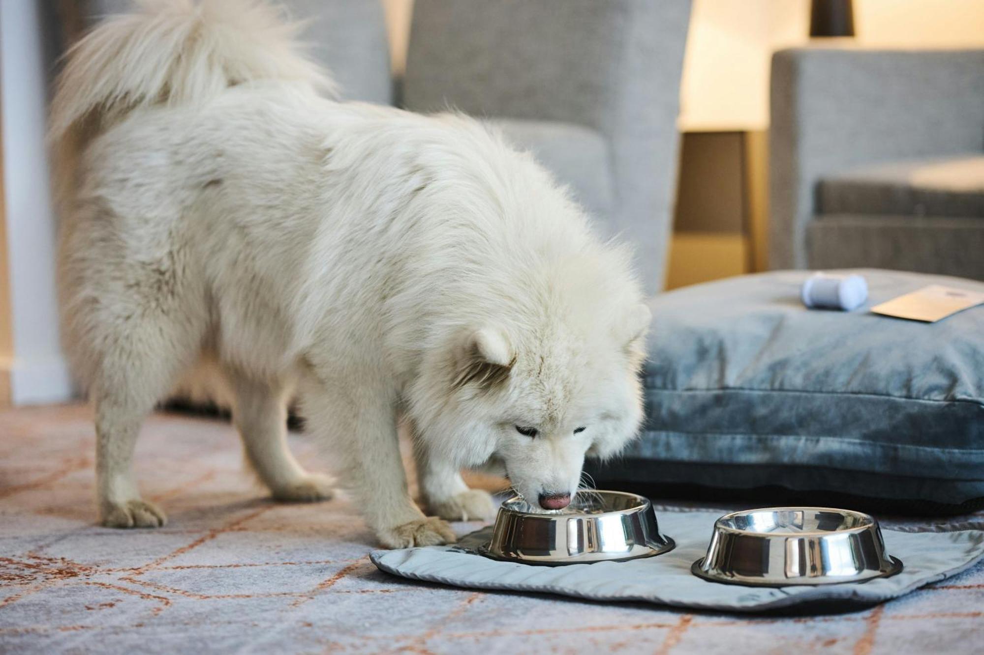 Sheraton Poznan Hotel Exterior foto A Samoyed puppy